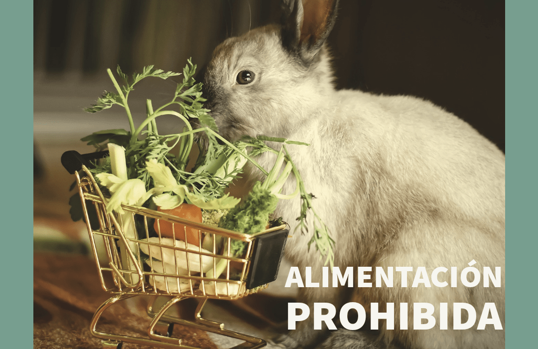 Alimentación prohibida en conejos