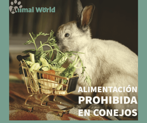 Alimentación prohibida en conejos