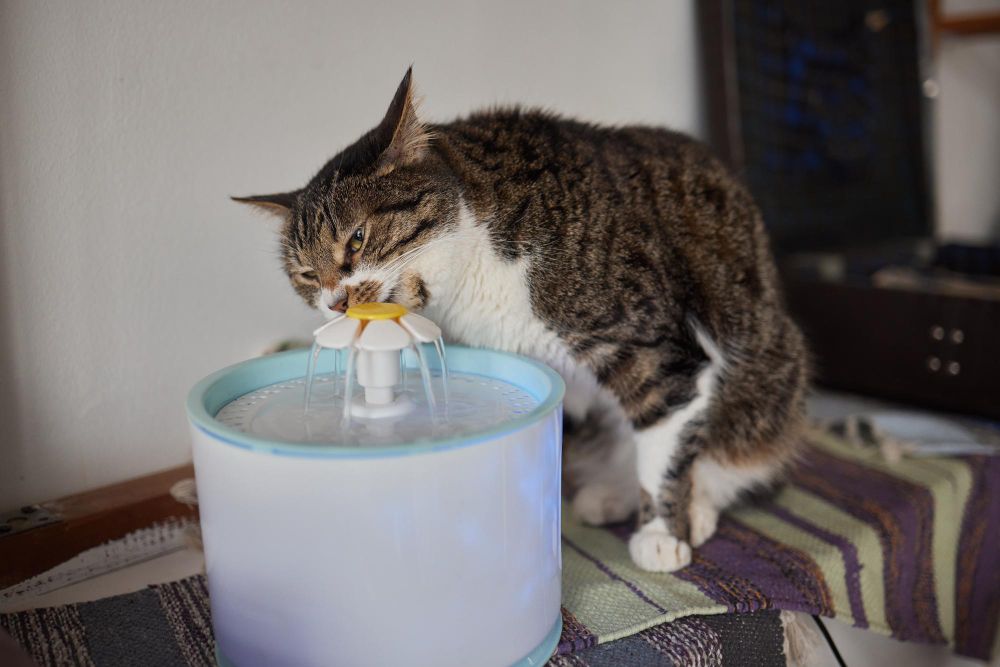 gato beba más agua