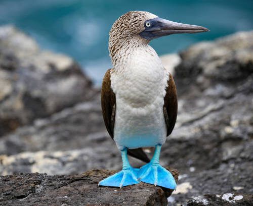 piquero de patas azules