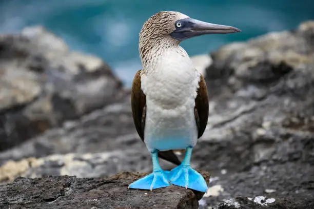 piquero de patas azules